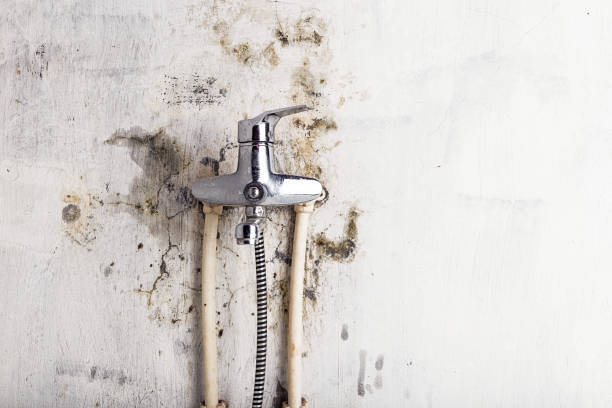 Trusted Roessleville, NY Mold Removal Experts