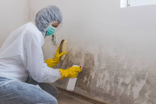 Best Professional Mold Removal  in Roessleville, NY