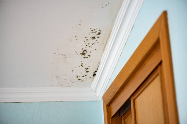 Trusted Roessleville, NY Mold Removal Experts