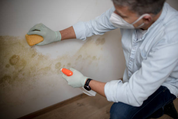 Best Mold Testing  in Roessleville, NY