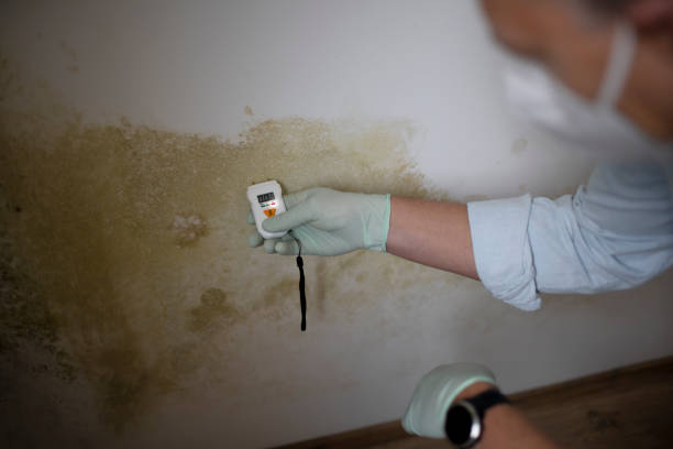 Mold Removal Process in Roessleville, NY