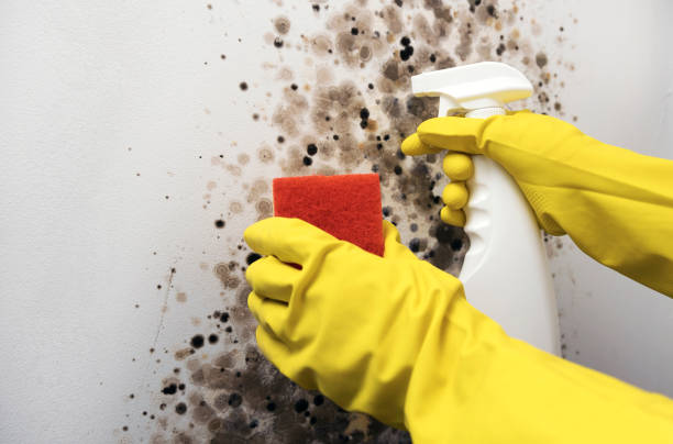 Certified Mold Removal in Roessleville, NY