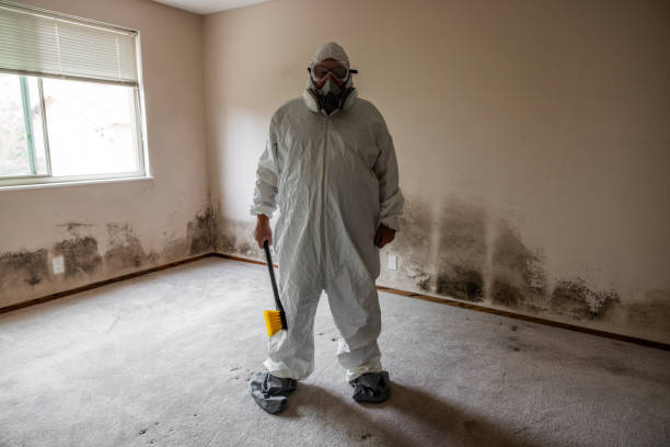 Mold Removal and Inspection in Roessleville, NY
